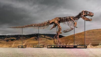 Orang Kaya Misterius Membeli Fosil Dinosaurus