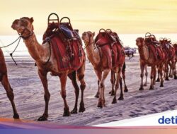 Niatnya Perjalanan Kaki Naik Unta, Apa Daya 2 Turis Terlempar Di Punuknya