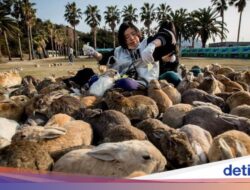 Potret Pulau Kelinci Ke Jepang yang ‘Meresahkan’ Peneliti