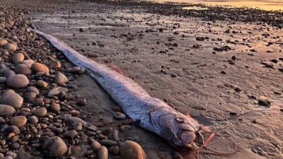 Ikan Raksasa Pertanda Bencana Muncul Sebelumnya Gempa Flores