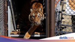 Pelepasan Singa dan Harimau Di Kebun Binatang Lujan Hingga Alam Liar