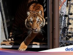 Pelepasan Singa dan Harimau Di Kebun Binatang Lujan Hingga Alam Liar