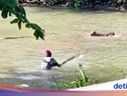 Teror Buaya Ganas Hantui Situ Habibie Hingga Sukabumi