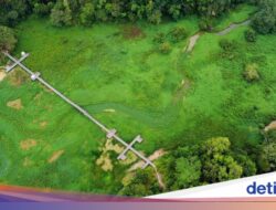 Gulma Penuhi Waduk Manggar, Perahu Wisata Sulit Melintas