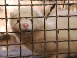 Flu Burung Merebak Ke Peternakan Cerpelai AS, Pakar Khawatir Bisa Picu Penyebara Nmassal