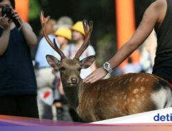 Fakta Rusa Ke Fakta Taman Nara Jepang yang Lagi Viral