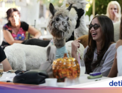 Gemas! Di Kafe Ini Pengunjung Bakal Ditemani 6 Alpaka Lucu